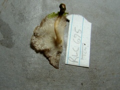 Lentinus tricholoma