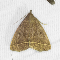 Zanclognatha marcidilinea