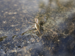 Gerris latiabdominis