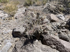 Cylindropuntieae