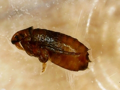 Ctenocephalides canis