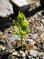 Botrychium lanceolatum