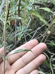 Leptopteromyia americana
