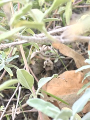 Leptopteromyia americana