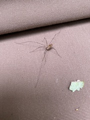Leiobunum calcar