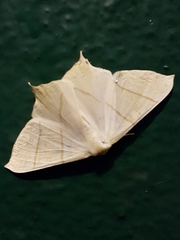 Ourapteryx sambucaria