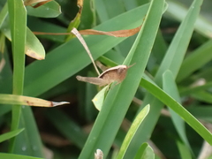 Dichromorpha elegans