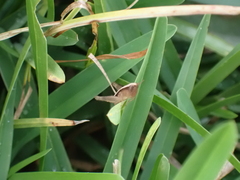 Dichromorpha elegans