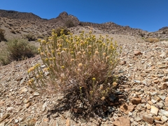 Chrysothamnus viscidiflorus puberulus