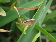 Dichromorpha elegans