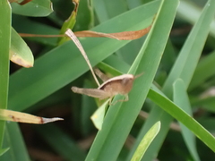 Dichromorpha elegans