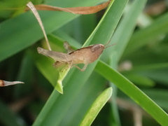 Dichromorpha elegans