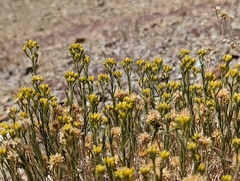Chrysothamnus viscidiflorus puberulus