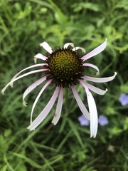 Echinacea sanguinea
