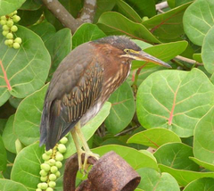 Butorides virescens image