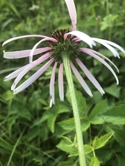 Echinacea sanguinea