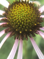 Echinacea sanguinea