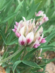 Trifolium dasyphyllum