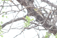 Bursera schlechtendalii