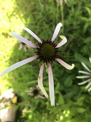 Echinacea sanguinea