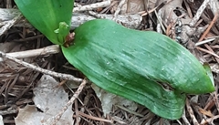 Platanthera elongata
