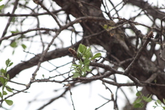 Bursera schlechtendalii