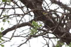 Bursera schlechtendalii