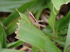 Dichromorpha elegans