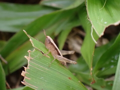 Dichromorpha elegans