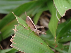 Dichromorpha elegans