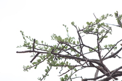 Bursera schlechtendalii