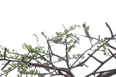 Bursera schlechtendalii