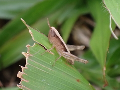 Dichromorpha elegans