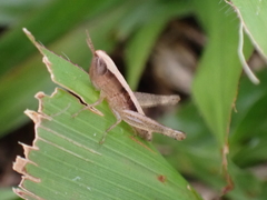 Dichromorpha elegans