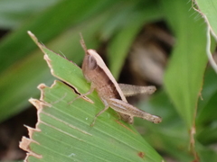 Dichromorpha elegans