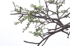 Bursera schlechtendalii