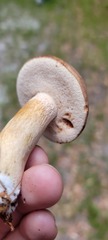 Tylopilus minor