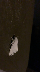 Spilosoma vestalis