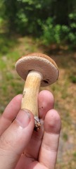Tylopilus minor