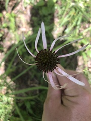 Echinacea sanguinea
