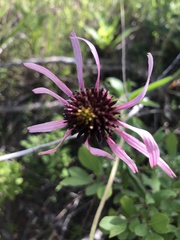Echinacea sanguinea