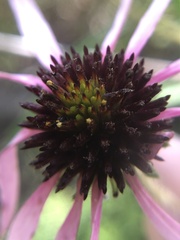 Echinacea sanguinea