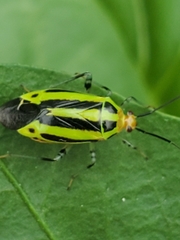 Poecilocapsus lineatus
