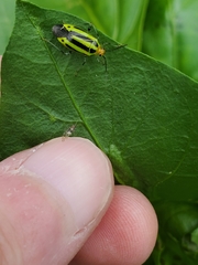 Poecilocapsus lineatus