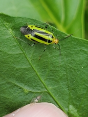 Poecilocapsus lineatus