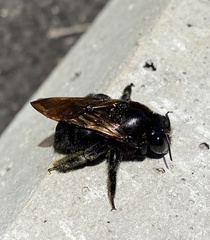 Xylocopa