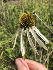 Echinacea sanguinea