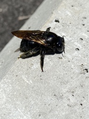 Xylocopa