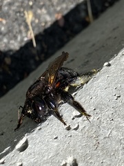Xylocopa