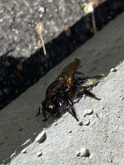 Xylocopa